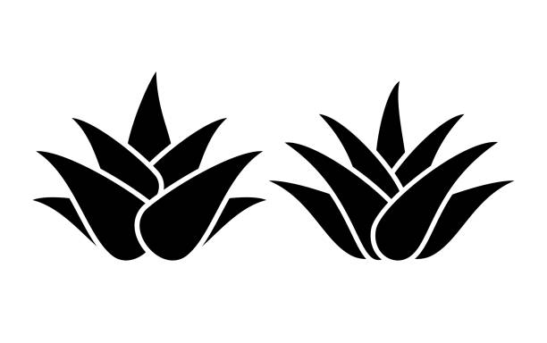 Aloe Vera plant silhouette icon Aloe Vera silhouette icons set isolated on white background roots clip art stock illustrations