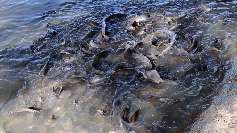 Catfish feeding on a farm at a lake