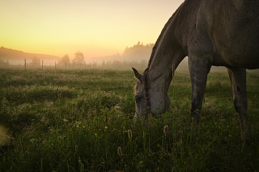 Horses in nature during the sunrise