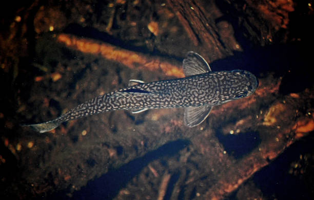 Trout in Stream View from above of a trout suspended in a stream.  Small stream in Sequoia National Park, California. fish swimming from above stock pictures, royalty-free photos & images