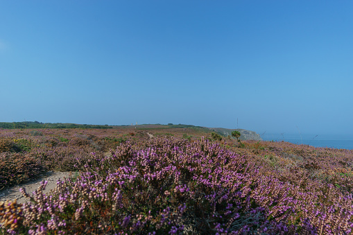 Heather plant at Cote d'Amour with distant Cap Frehel Lighthouse through coastal landscape on a hazy summer day, Brittany, France