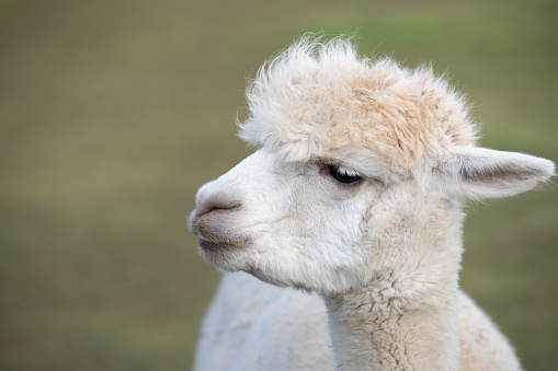 Close-up of an alpaca in a farm