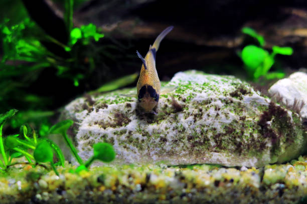 istock Corydoras panda in freshwater fish in aquarium tank 1453653789