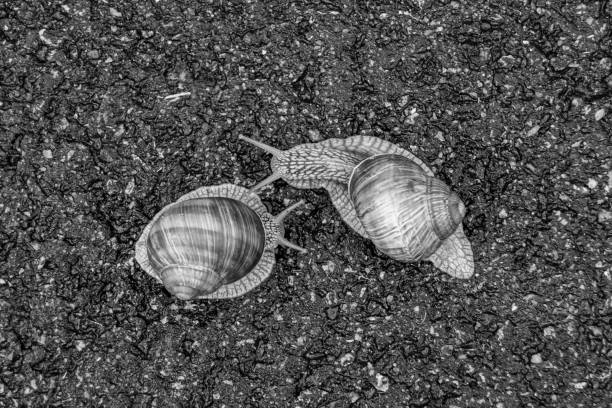 Big garden snail in shell crawling on wet road hurry home, snail Helix consist of edible tasty food coiled shell to protect body, natural joy animal snail in shell from slime can make nourishing cream