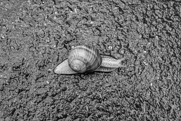 Big garden snail in shell crawling on wet road hurry home, snail Helix consist of edible tasty food coiled shell to protect body, natural joy animal snail in shell from slime can make nourishing cream