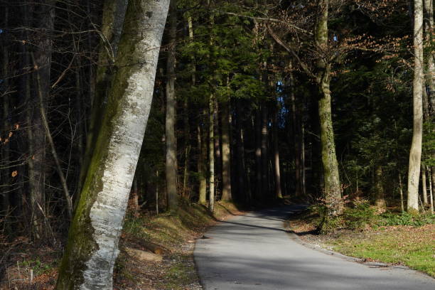 istock A road among trees towards a dark mixed forest. 1453654615