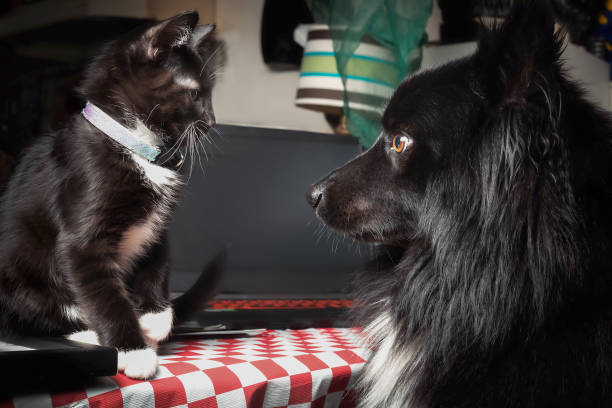 incontro faccia a faccia tra cani e gatti. - keeshond foto e immagini stock