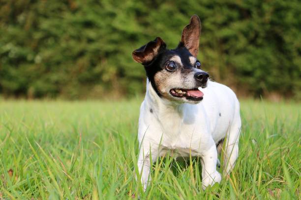 istock a small old jack russell terrier is standing in the garden 1453655632
