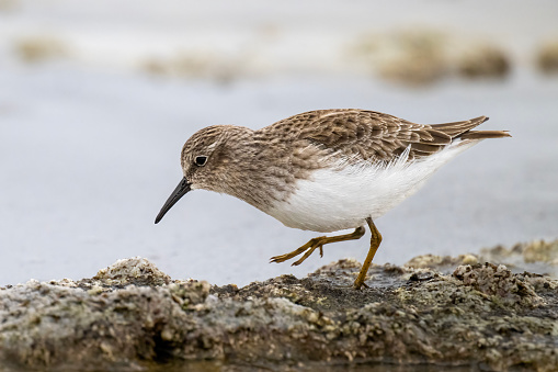 A Least Sandpiper (Calidris minutilla) in winter plumage at the Salton Sea in Riverside County in southern California. This is the smallest sandpiper and shorebird. It winters from the southern half of North America to the northern third of South America and breeds in the high Arctic.