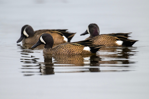 Three male Blue-winged Teal (Spatula discors) at the Salton Sea in Riverside County, California. This duck winters from northern South America through Mexico and along the coasts of the USA and breeds in inland USA into Canada to southern Alaska.