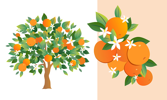 Abstract orange tree and composition of oranges, leaves and flowers. Vector illustration