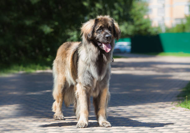 istock Beautiful dog breed Leonberger in the park 1453659994