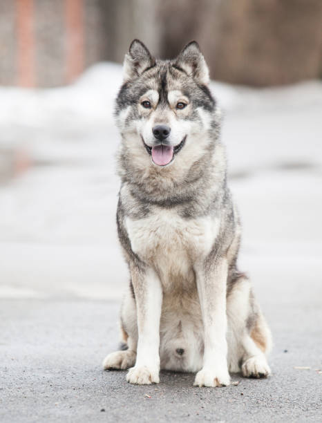 istock Siberian husky wolf cub on the lake 1453659997