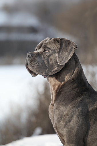 Beautiful dog breed Italian Cane Corso