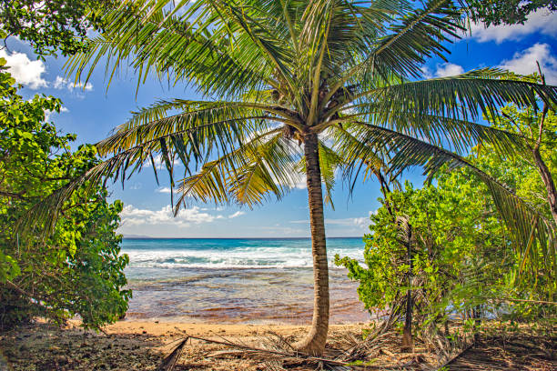 istock Paysages et plages en guadeloupe 1453660086