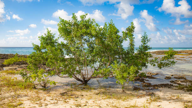 istock Paysages et plages en guadeloupe 1453660691