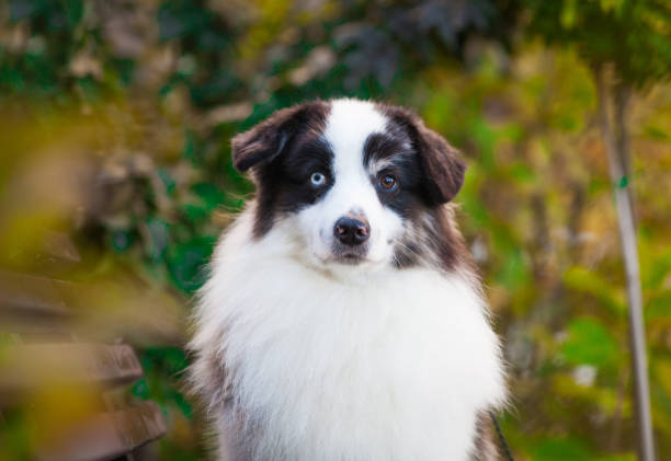 Australian Shepherd dog portrait in sunny day. This file is cleaned and retouched.