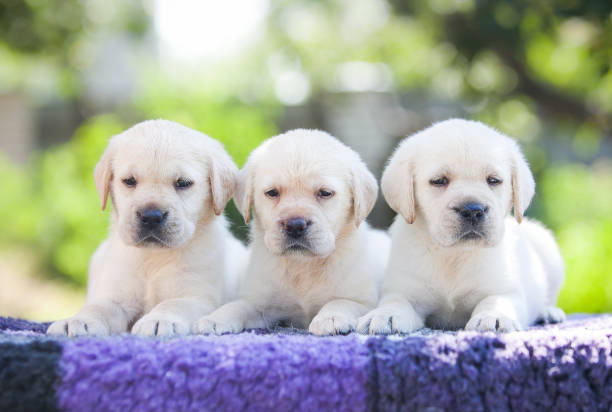 istock Labrador retriever puppies in the park 1453660862