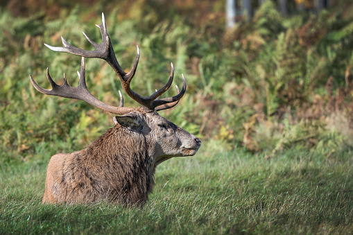 Red deer stag with fully grown antlers