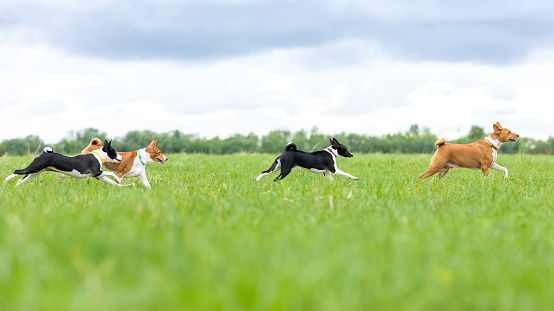 Two red and two black basenjis run across the field in tall green grass