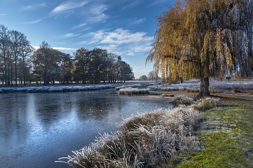 Frosty Christmas time at leg of mutton pond in Bushy Park Surrey