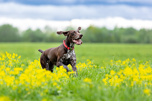 A short-haired German Hound dog breed runs towards a green field with yellow flowers.