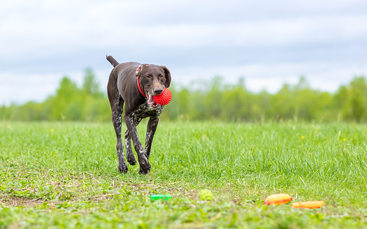 deutsch kurzhaar walks through a green field with a toy in his mouth.
