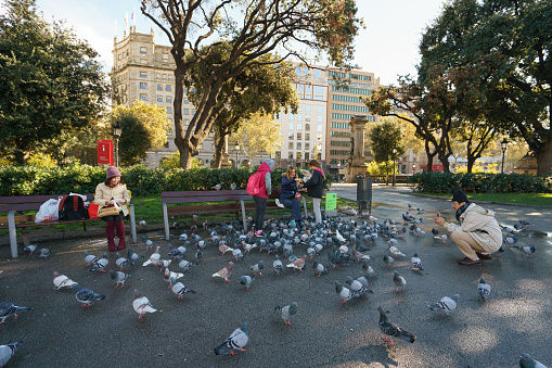 Barcelona, Spain - November 26, 2018: A flock of pigeons on the square in Barcelona. Young pretty woman feeds pigeons and have fun. Feeding of birds.