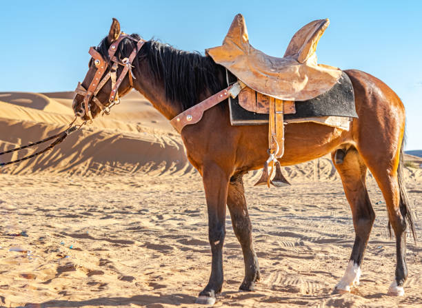 Standing brown horse  in the Sahara desert.