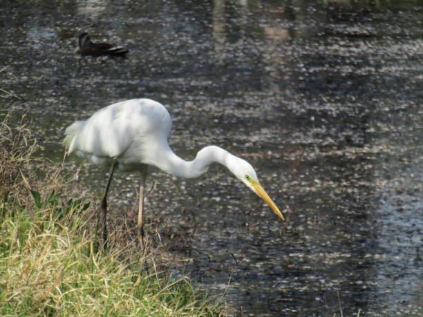 istock Japan. April. Heron at the Pond. 1453666177