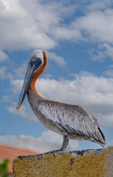 istock Brown Pelican with Blue Sky 1453666361