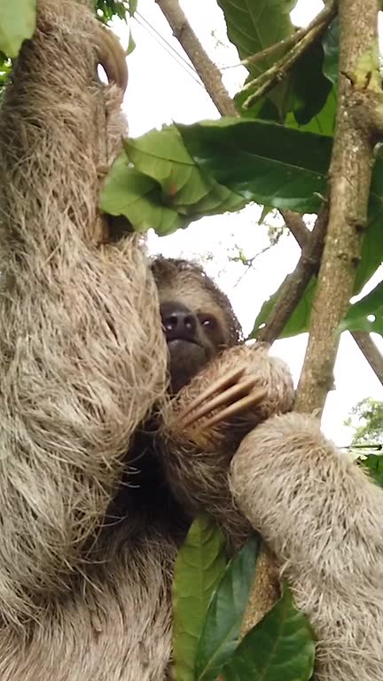 Three Toed Sloth