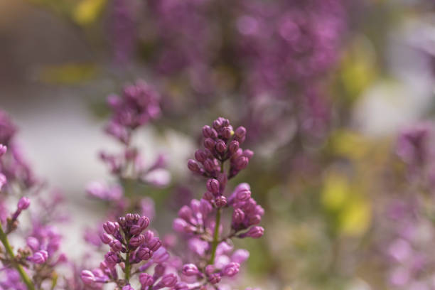 image of purple wild flowers with green background photographs of nature and flowers