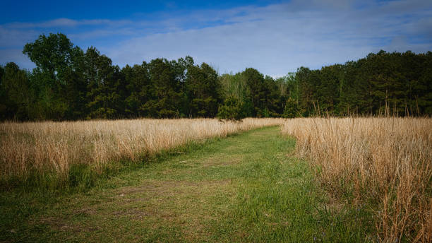istock Greenfield path leading to the forest under the blue sky 1453667469