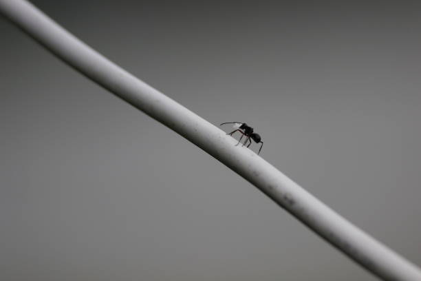 A closeup grayscale shot of an ant on white cable