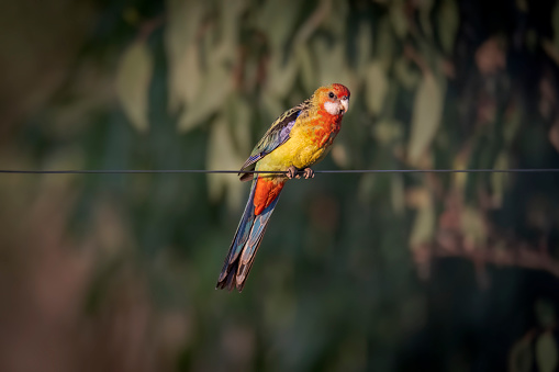 The eastern rosella is a rosella native to southeast of the Australian continent and to Tasmania.