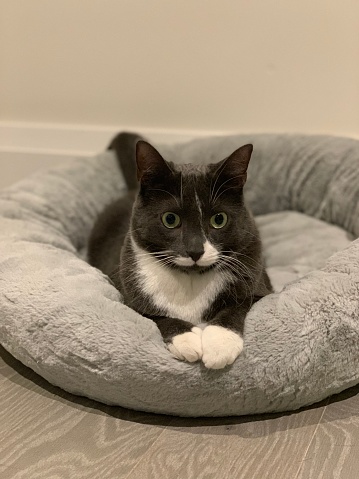 Tuxedo Cat Mitten resting in gray cat bed