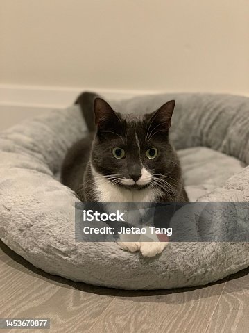 istock Tuxedo Cat Resting in Cat Bed 1453670877