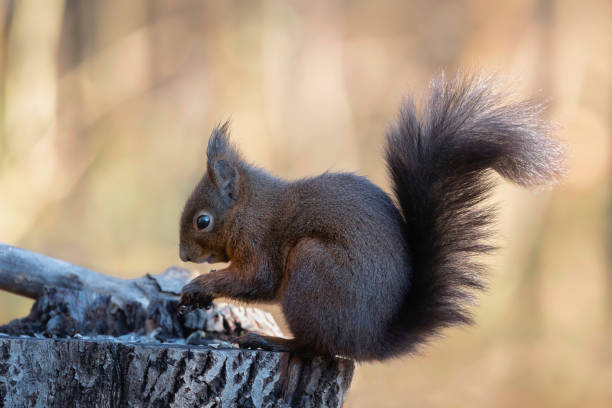 istock European squirrel on the eating strain. 1453674401