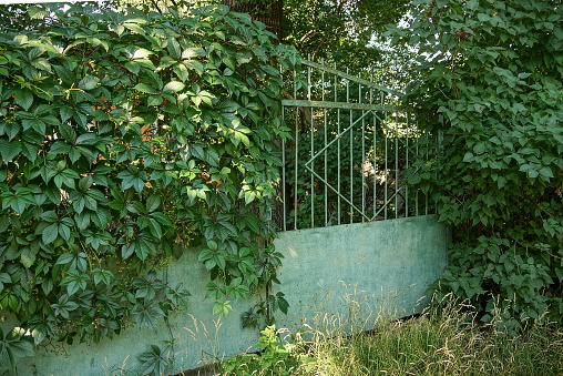 one green metal gates a on the street overgrown with vegetation and grass