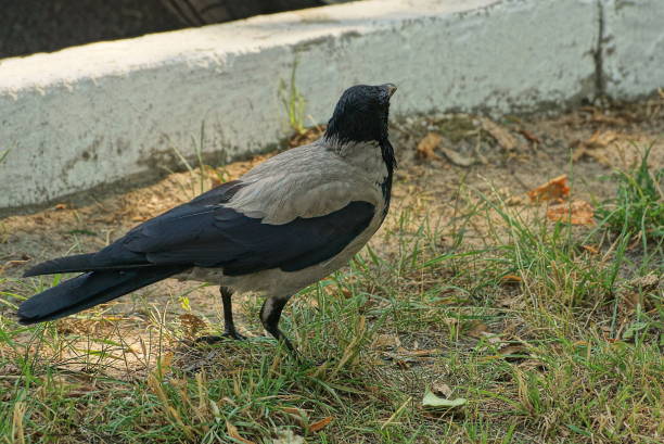 istock one gray black crow bird stands on the ground 1453675453