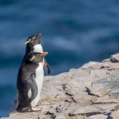 Two Southern Rockhopper Penguins, Eudyptes chrysocome, at the edge of a rock on the coastline of Sea Lion Island, Falkland Islands, with the South Atlantic Ocean behind them. Shallow dof; focus is on front bird.