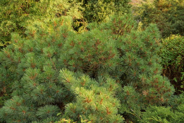 istock green background from the decorative coniferous lops of tree 1453676043
