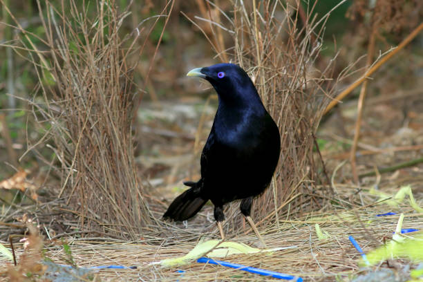 istock Male Australian Satin Bowerbird 1453676241
