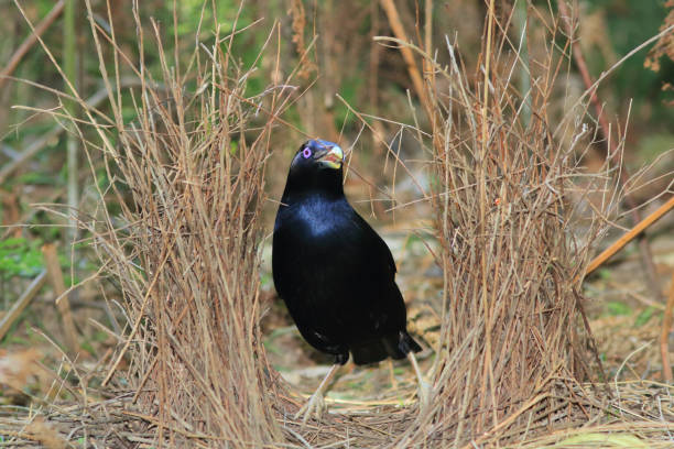 Male Australian Satin Bowerbird building bower with sticks