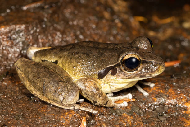 istock Male Lesueur's Frog 1453676259