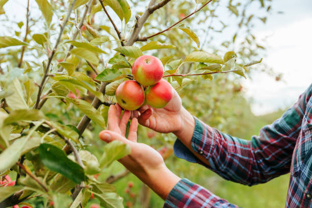 istock Close up hands man agronomist farmer worker lovingly touches ripe red apples on tree. 1453676968