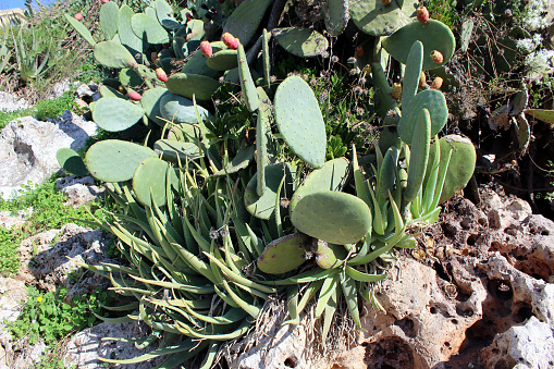 Opuntia ficus-indica in Malta. The plant with big spines, difficult to pick its seeds but one of healthiest fruits.