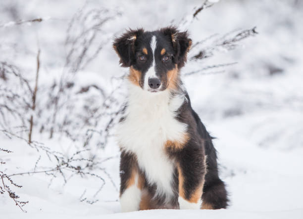 istock Little Australian Shepherd puppies playing in the snow 1453677304