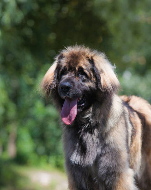 istock Beautiful dog breed Leonberger in the park 1453677324